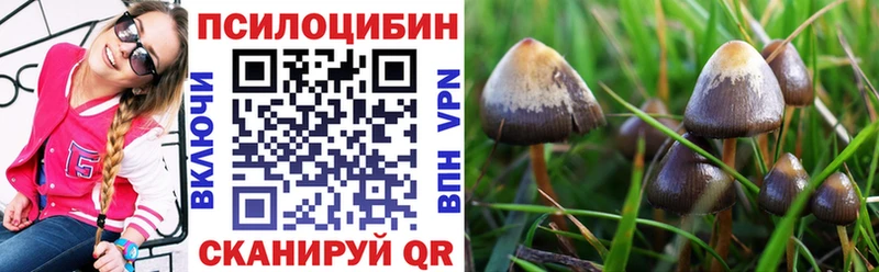 Галлюциногенные грибы Psilocybine cubensis  Чебаркуль 